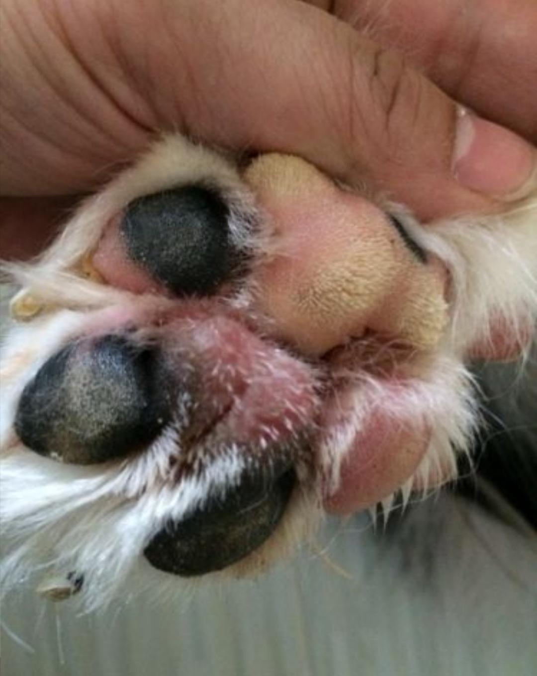 狗狗趾间炎可以用治脚气的药吗,狗趾间炎用什么治疗