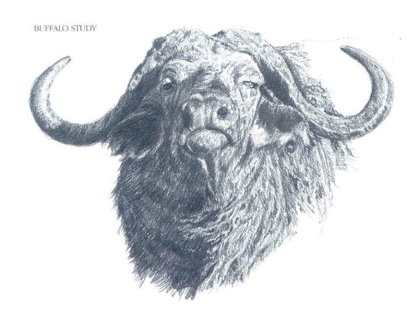 一百幅动物素描,近百幅动物画