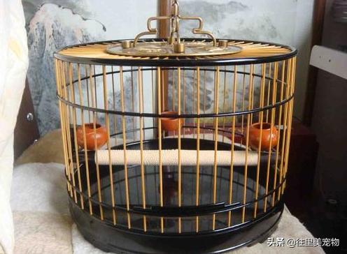 家里养鸟鸟笼怎么做好看,养鸟没有保温箱怎么办