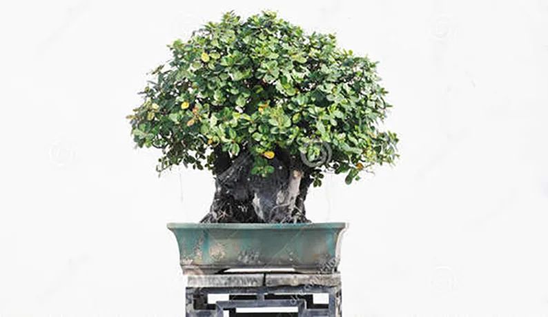如何养好榕树盆景,榕树盆景怎样造型图解简单又漂亮