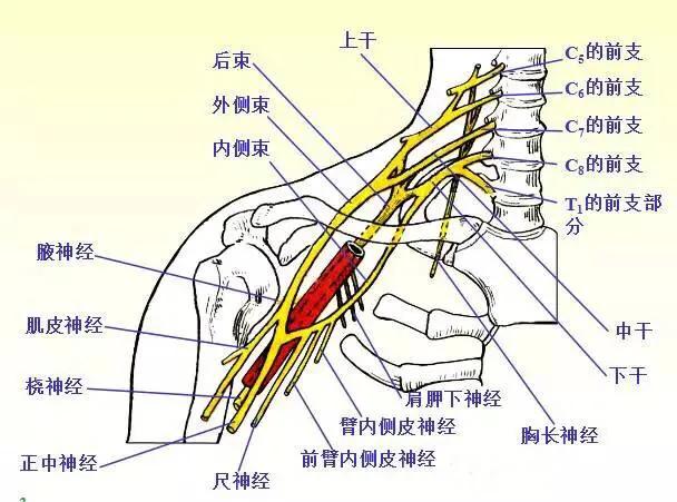 颈椎病手臂麻木疼痛针灸,颈椎病引起手臂麻木特效穴