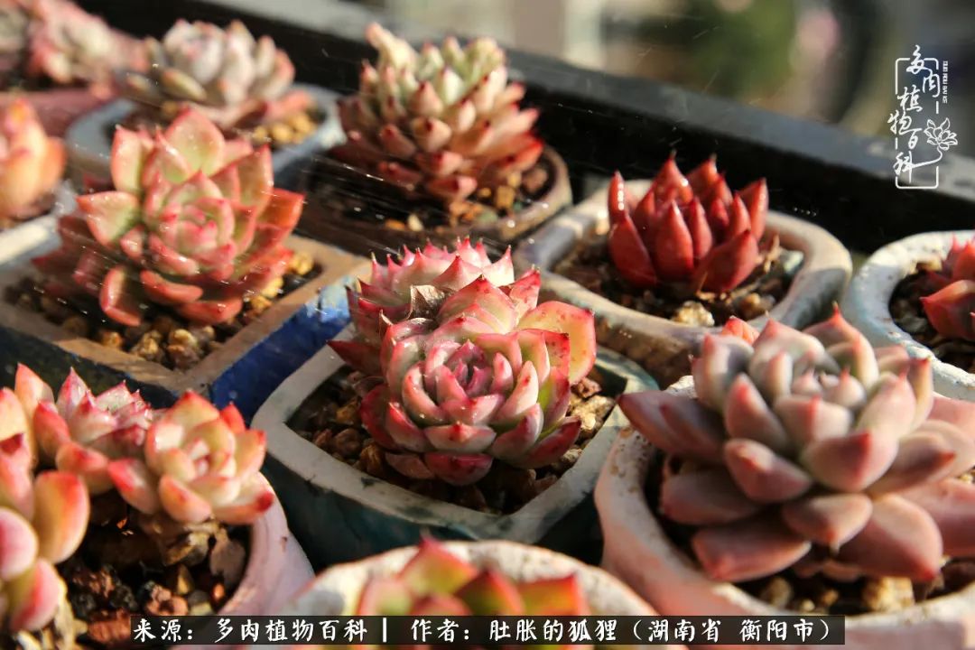 多肉用大盆养好还是用小盆养,多肉用石子养好还是用土养好