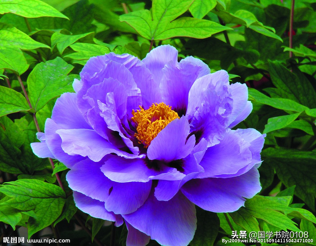 辛弃疾诗词5言绝句,辛弃疾诗词50首四句七字诗