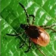 被毒虫咬伤进icu,被虫咬进icu