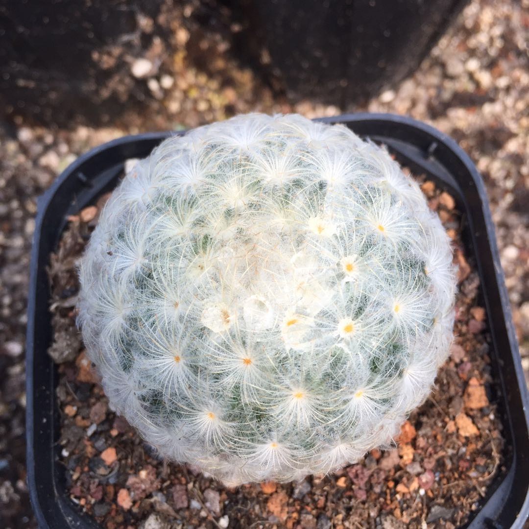 品种大全丨30个仙人球品种图鉴，每个都可爱肉萌到想要全部搬回家