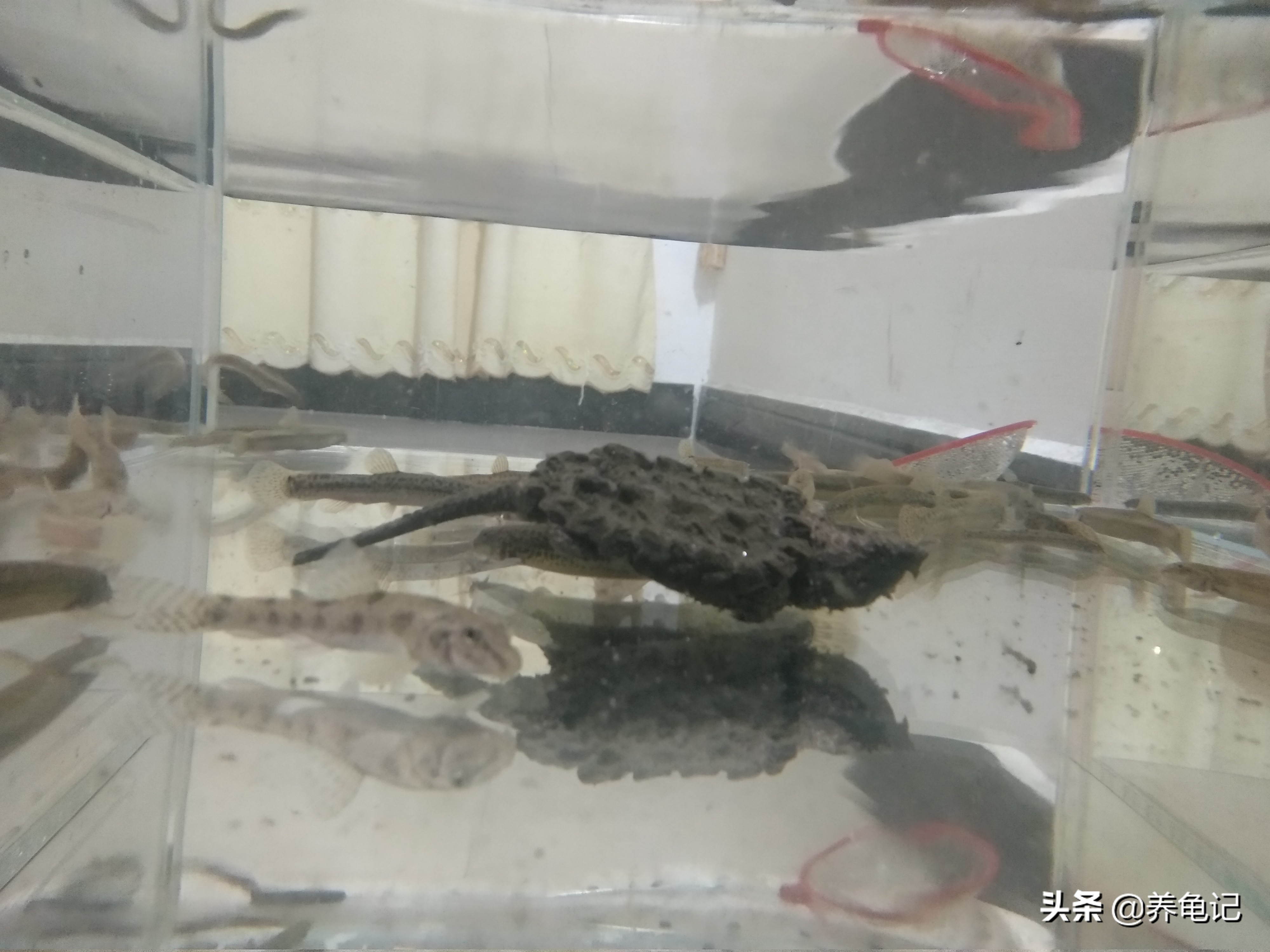 冬天加温的乌龟是温室龟吗,天冷了给乌龟准备些什么