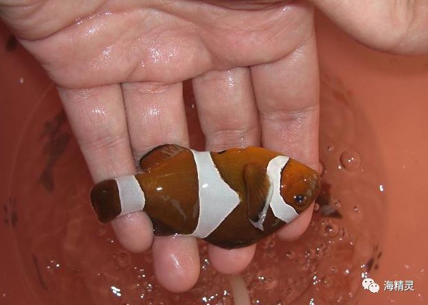 海水白点处理,海水白点病的严重程度怎么判断