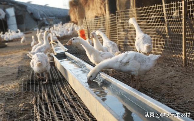 在农村霍乱为鹅禽的常见病,从病原到防治,为您剖析