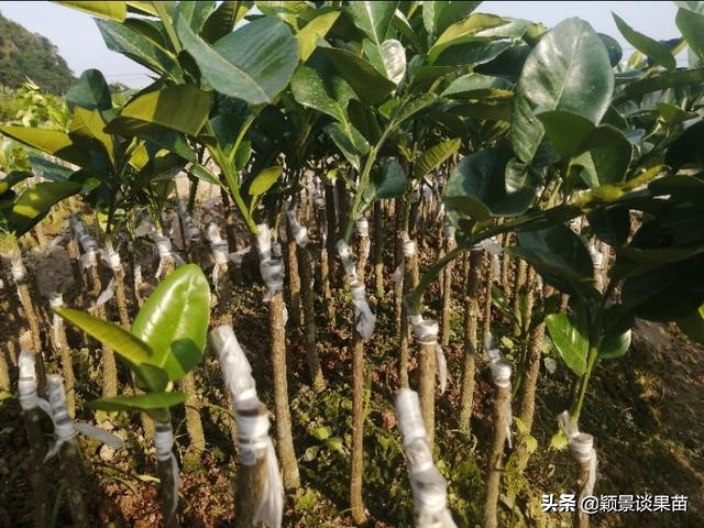 红宝石泰柚是什么,什么是红宝石