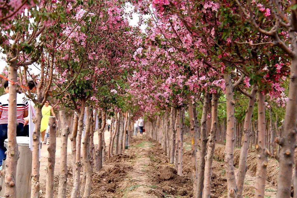 春天到户外寻一场花开,春天踏青来看花