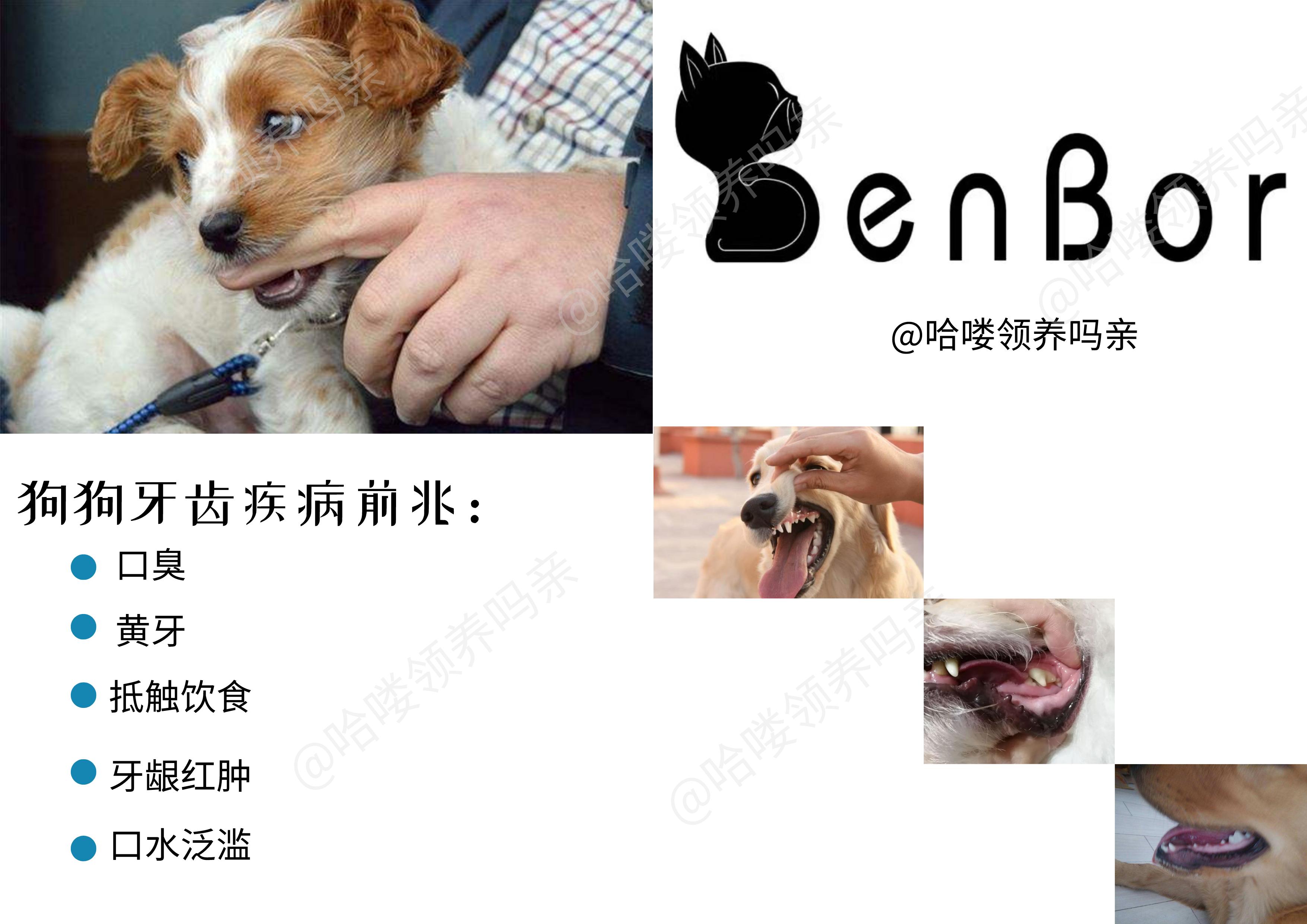 狗狗如何护牙,狗狗怎么护理狗牙