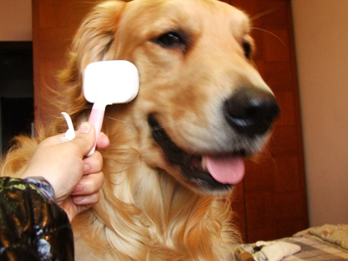 狗狗因吃鸡蛋出问题？原因不在于鸡蛋，而在于铲屎官疏忽大意