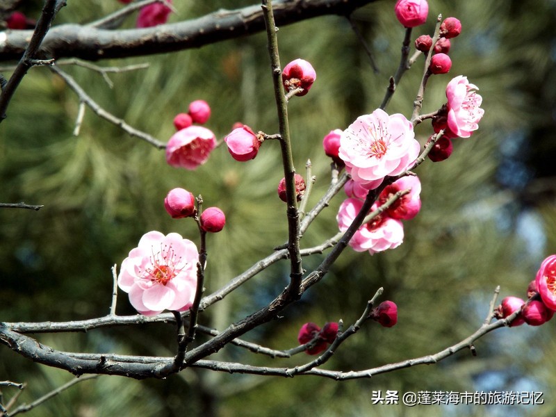 大雁塔慈恩寺,大雁塔唐风浓郁佛教重地