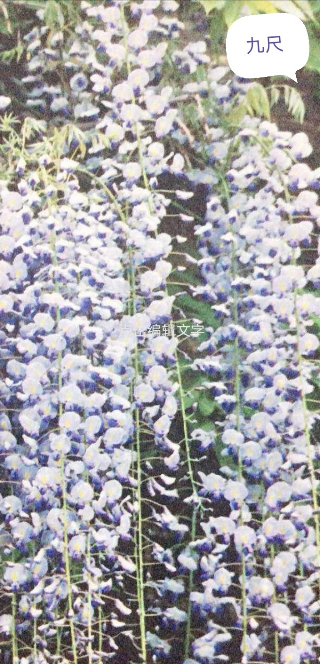 日本姬紫藤最好品种介绍,什么品种的紫藤好养好看