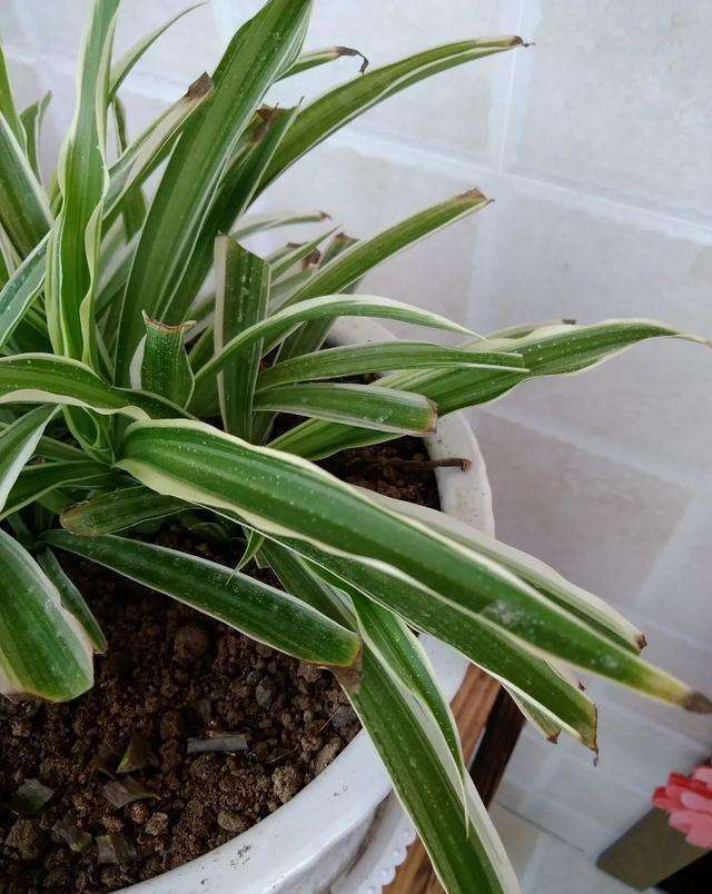 夏天吊兰叶尖焦枯如何处理,夏天吊兰怎么养护才不会腐烂