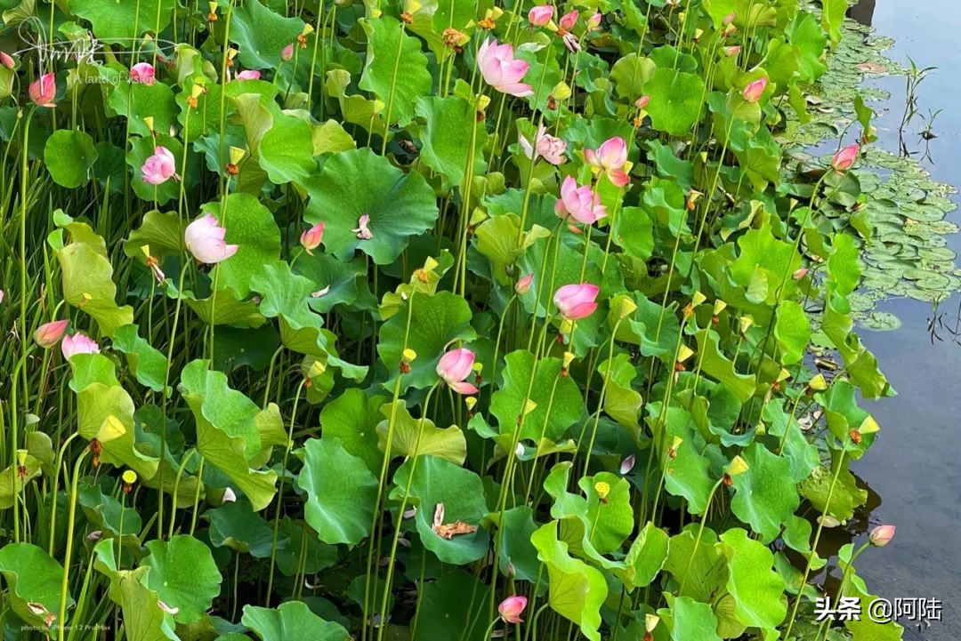 杭州梦想小镇是国家4a级景区,杭州西湖梦想小镇攻略