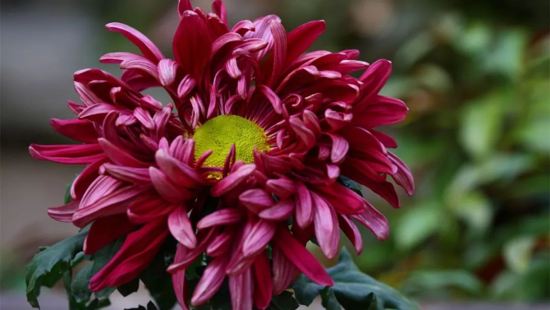 深秋时节的菊花展诗情画意,秋日赏菊30幅菊花图