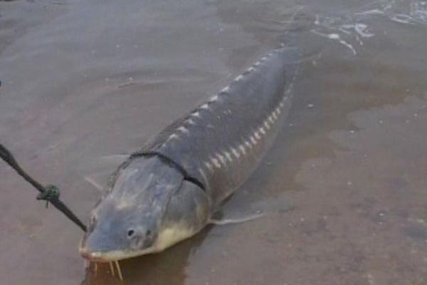 养殖鲟鱼要什么条件,养殖鲟鱼的必要要点