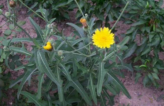 中药常用败酱草种类,中药败酱草图片及功效