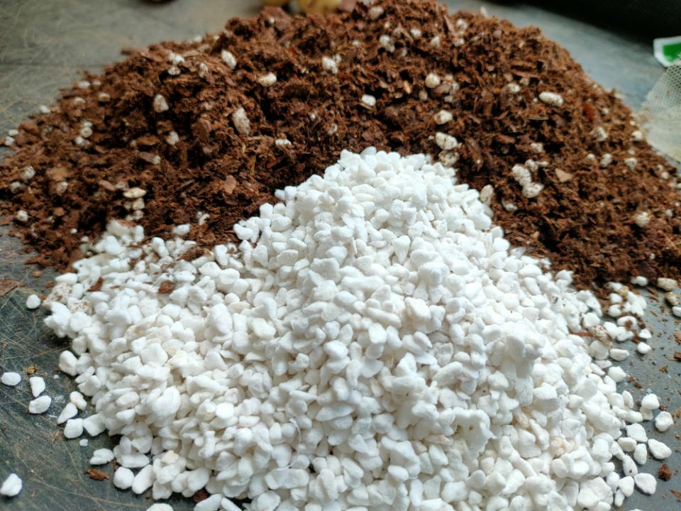 番红花种植方法,番红花为什么被称为植物之王