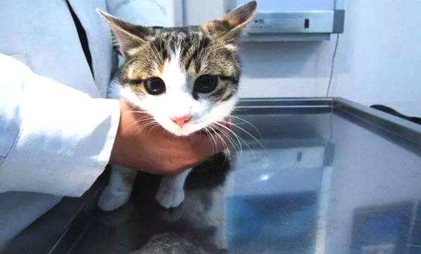 猫咪呕吐不仅是消化疾病引起,你想知道的预防措施都在这