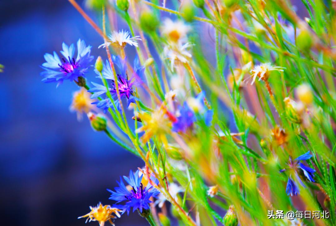 黄金寨免费景点大全,黄金寨一元门票能玩什么