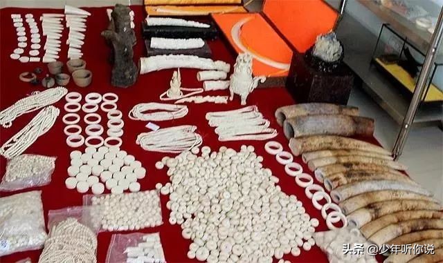 近期因为人类导致的物种灭绝,科普五次物种灭绝事件