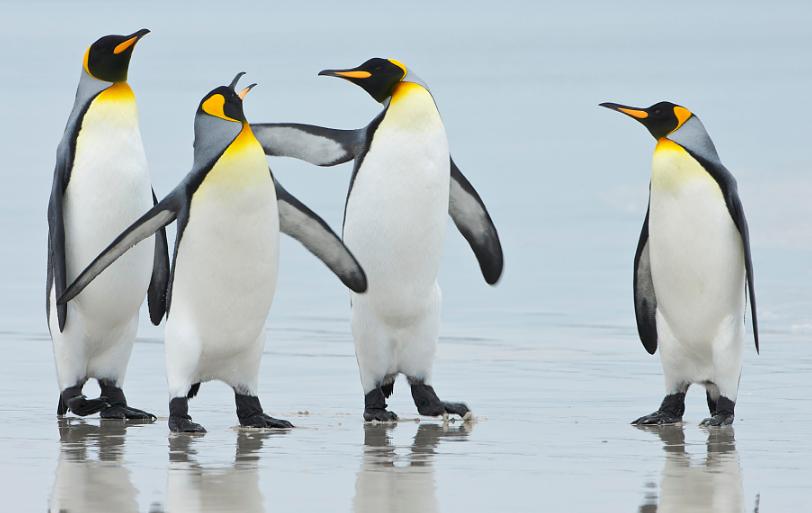 当动物面临生存危机时,当动物遇到危险时候他们会怎么做