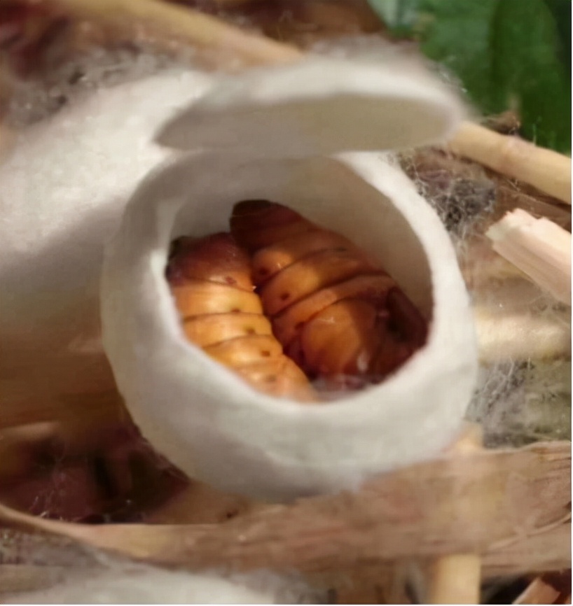 摘桑养蚕赚钱,种桑养蚕致富的成功经验