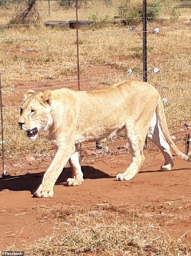 南非狮子头部被铁丝缠绕死亡,南非雄狮被枪杀