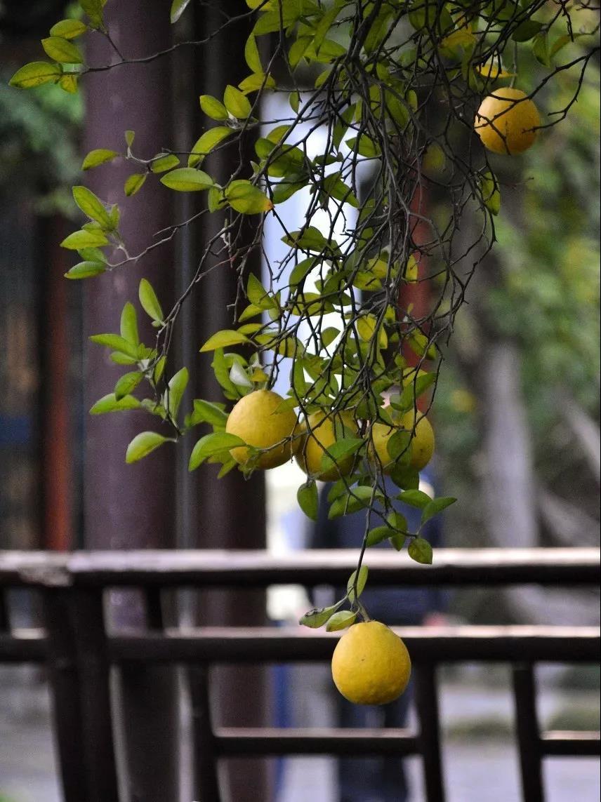 高级精油浓郁果香,苏州香橼精油功效与作用
