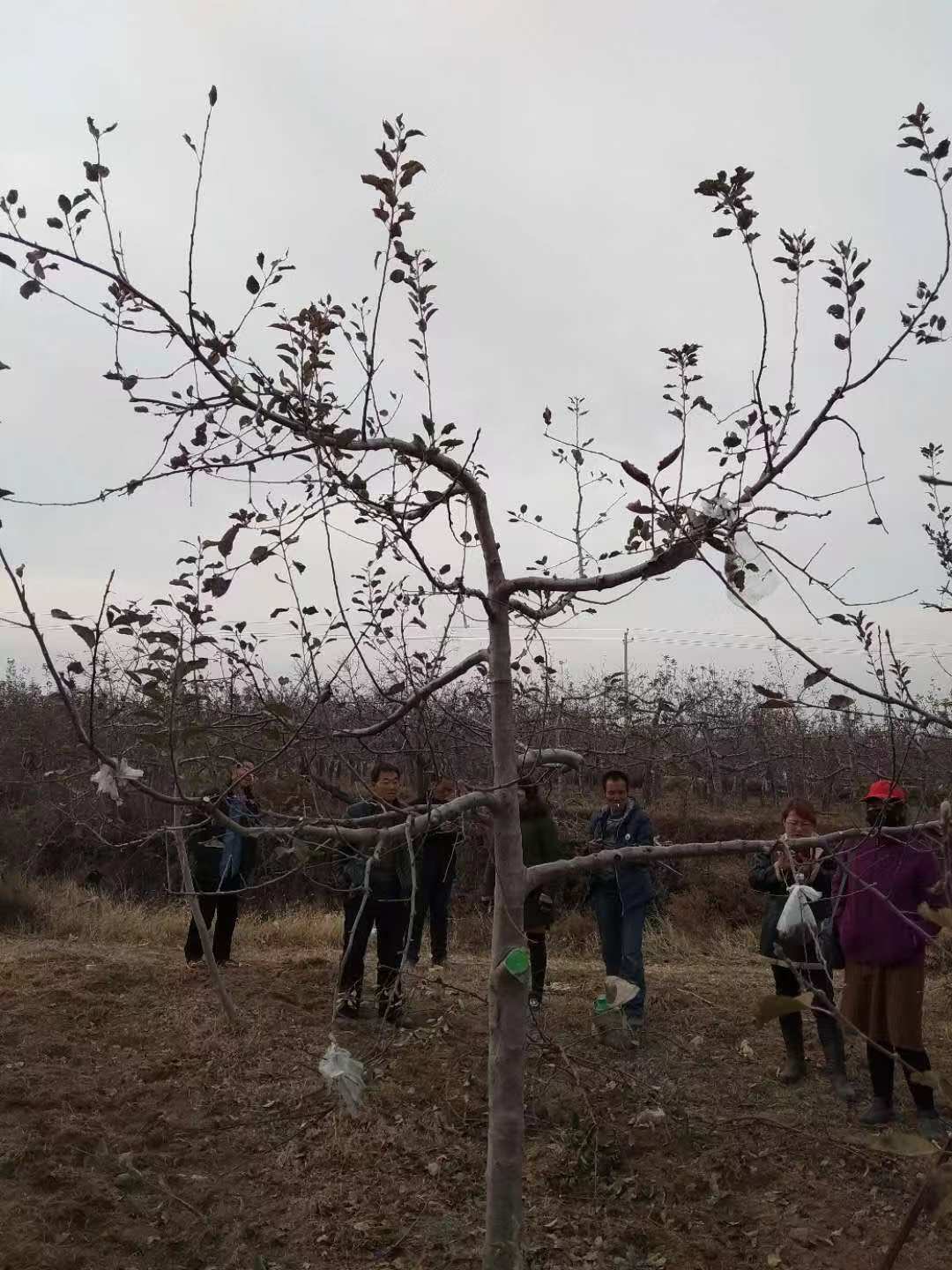 果树大小年形成的原因及解决方法,老果树结果不好怎么办