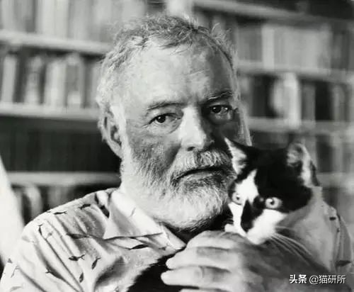 有关猫爪的小知识,关于猫爪的10个有趣的事实