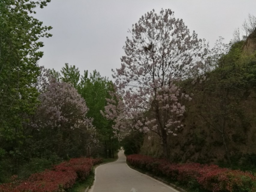 郑州树木园最新视频,郑州树木园现状