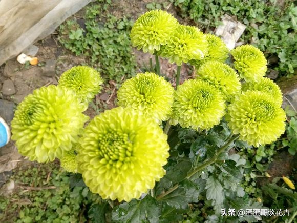 菊花长得快怎么办,菊花长得特别高怎么变矮