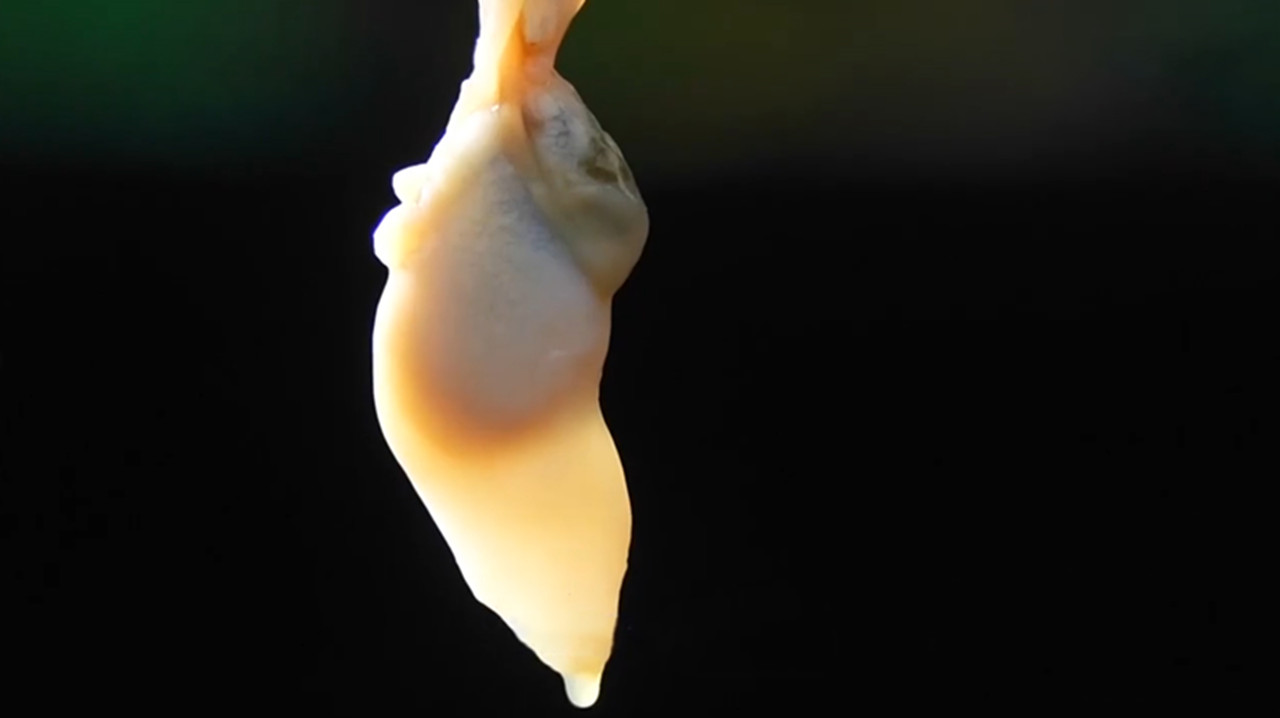 这海鲜真是太美味了令人难以抗拒,吴川的海鲜哪种最好吃