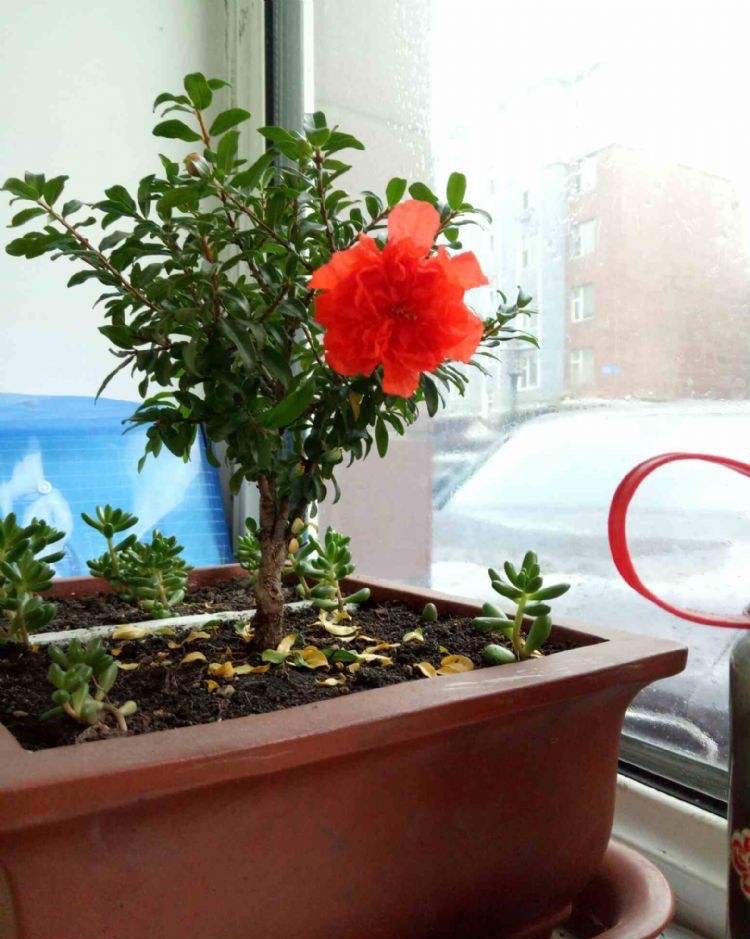 石榴种多久才能开花,盆栽石榴开花结果期怎么施肥