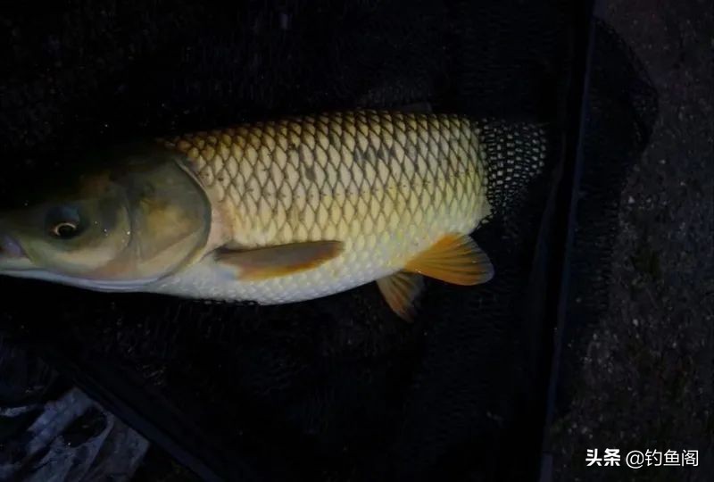 钓鱼怎么使用花生麸皮钓饵,麸皮搭配什么饵料最好钓鱼