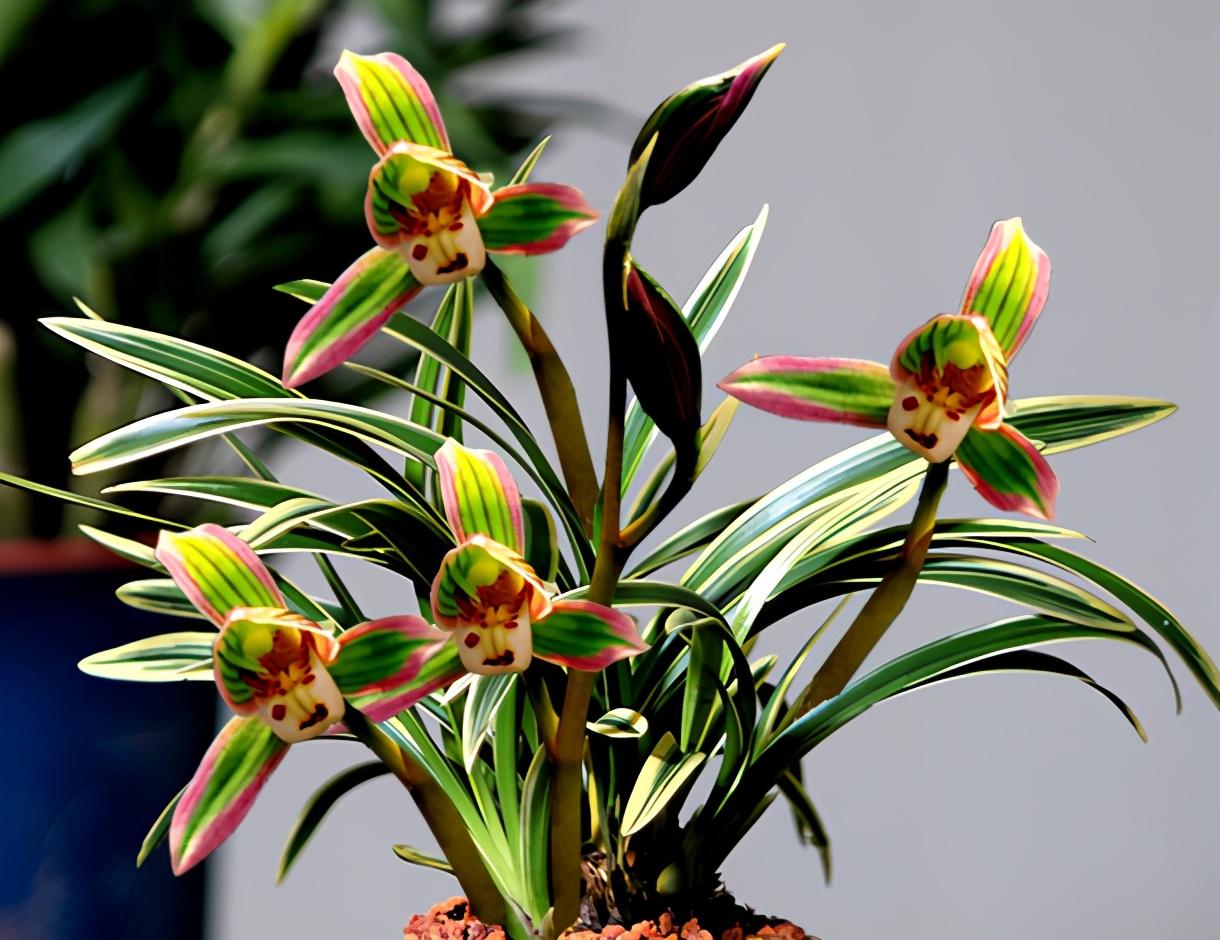 此兰火了30年，至今热度不减，一花双色，兰香浓郁，摆一盆很高雅