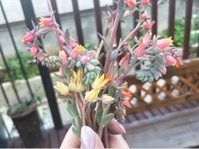 多肉熊童子开花怎么处理,魔法师多肉开花怎么处理