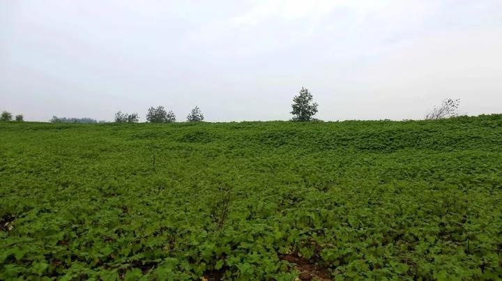 类似于橘子洲的江心洲有哪些,南京江心洲长沙橘子洲