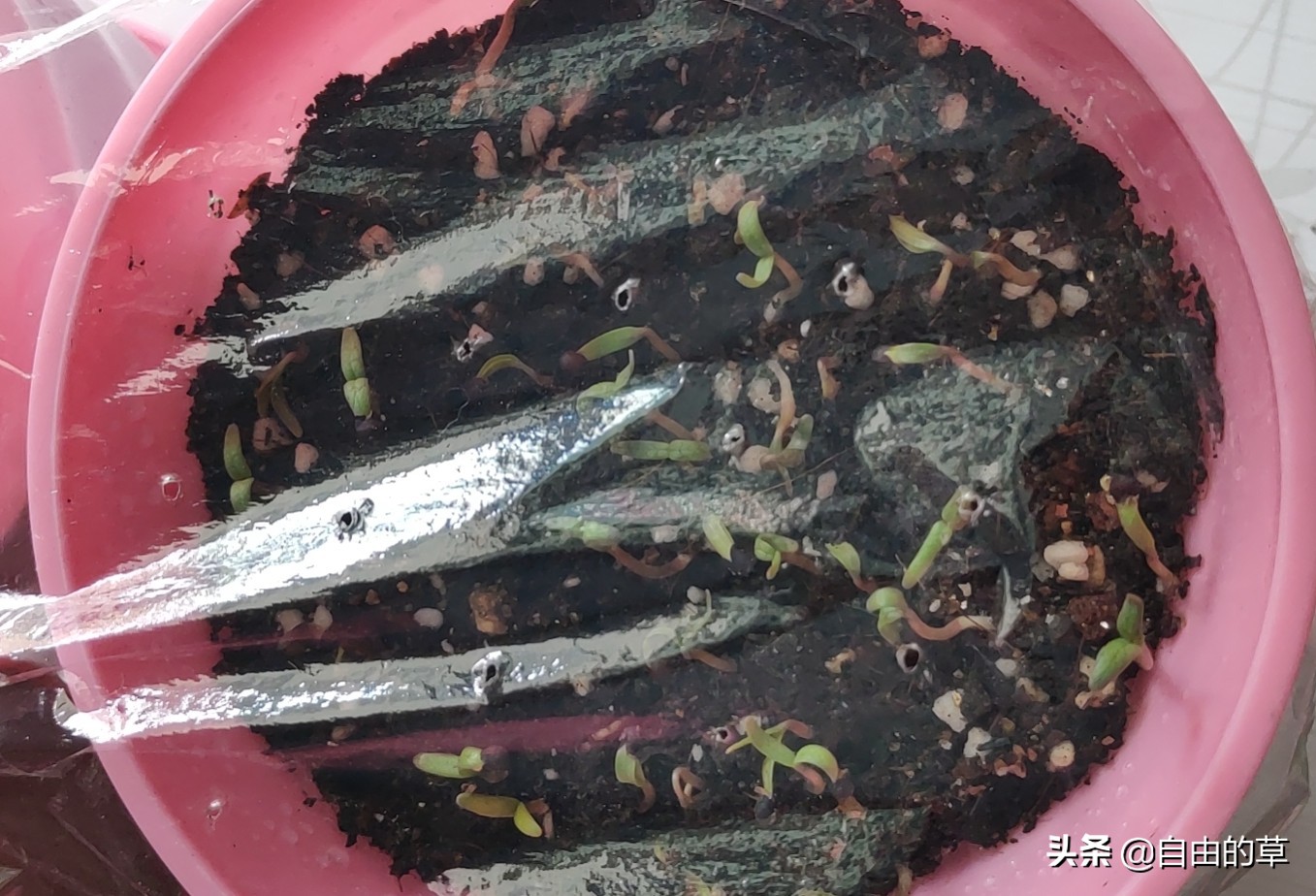 满天星播种，种子长毛了怎么办？种子长毛了可补救吗？