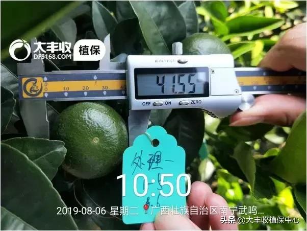 怎样管理柑橘中等果多,柑橘果柄增粗有什么办法