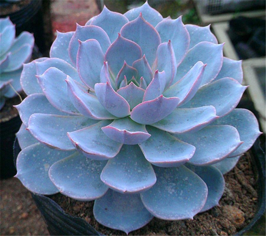 多肉蓝石莲最佳状态,多肉蓝石莲和蓝色惊喜一样吗