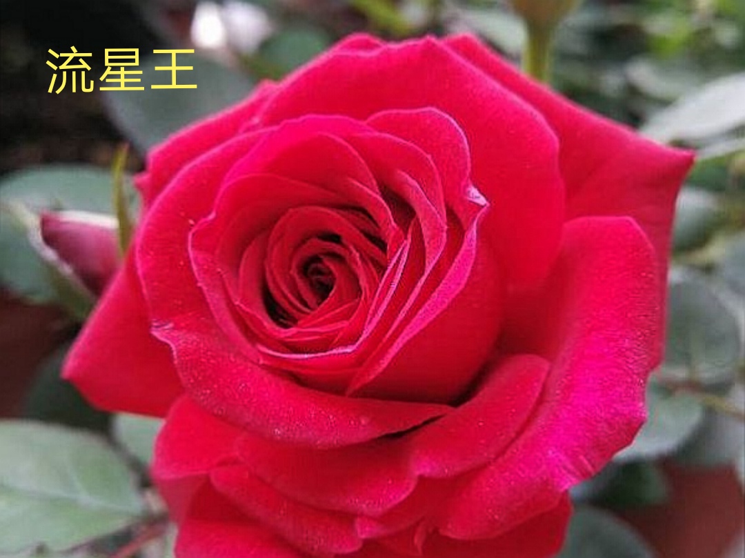 阳台系列月季品种大全,微型月季藤本月季