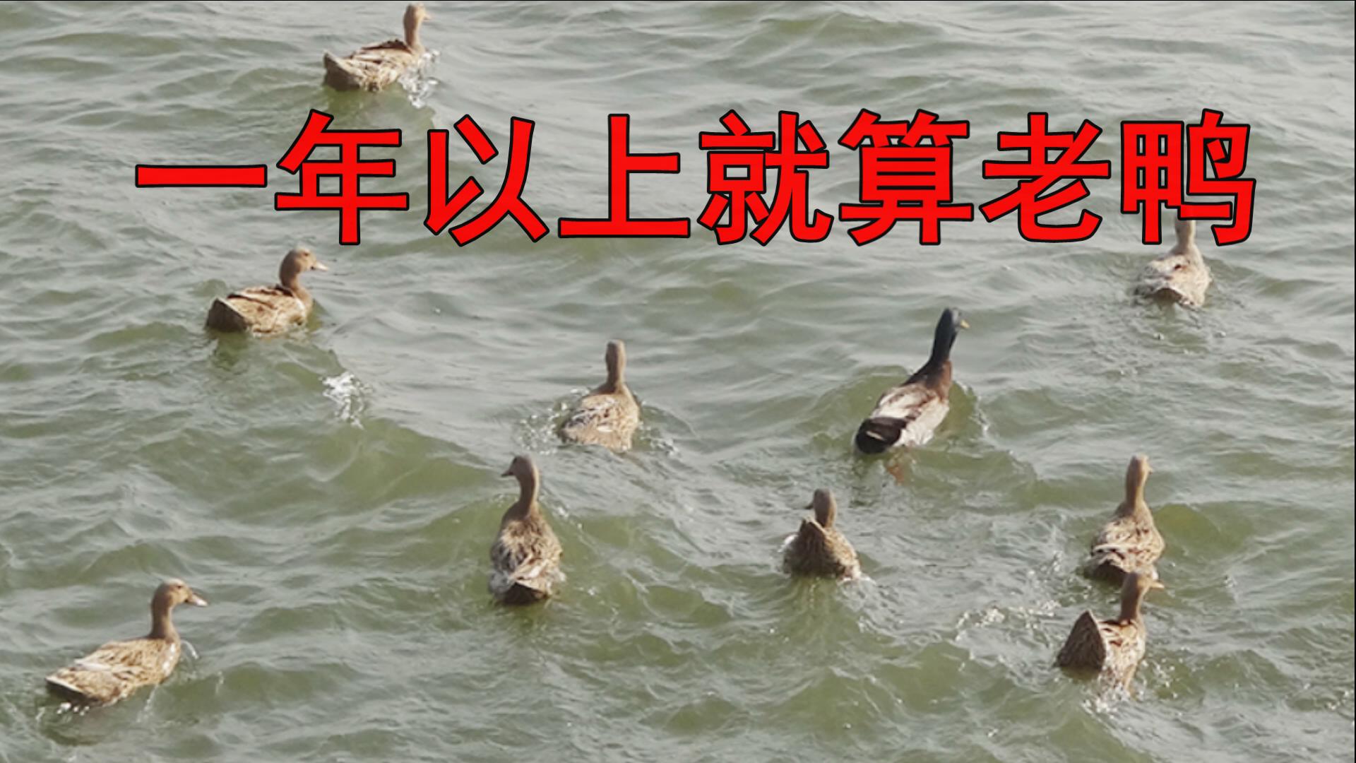 鸭子哪五个部位不能吃,鸭子有寄生虫吗