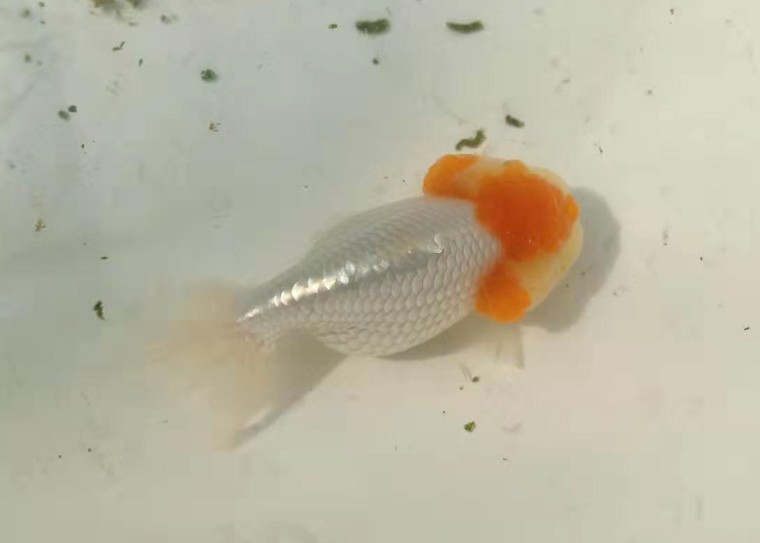 金鱼常见鱼病与治疗方法,预防金鱼鱼病的最佳方法