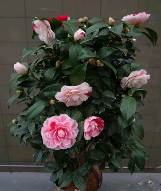 茶花花边上有铁锈,茶花花朵变锈怎么办