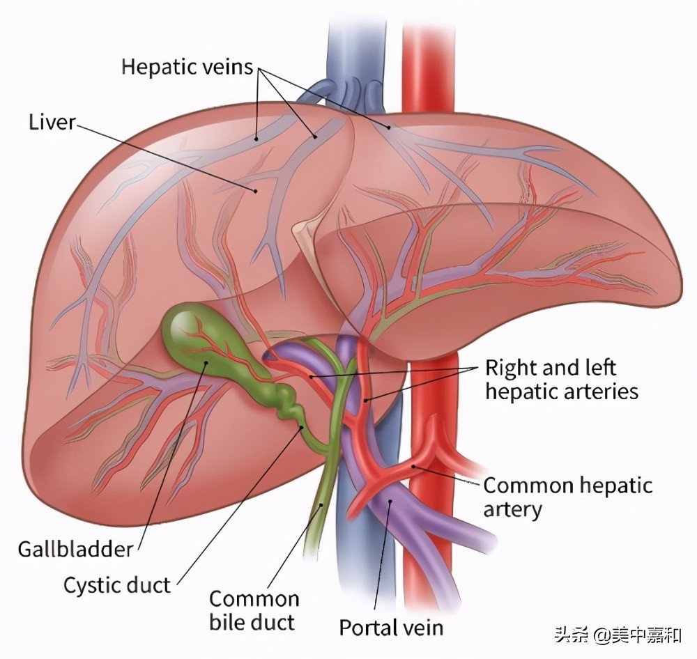 肝癌栓塞术后注意事项,肝癌消融术后注意什么
