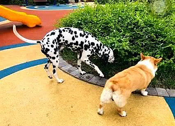 柯基被铲屎官毒手,柯基被自家狗发现了